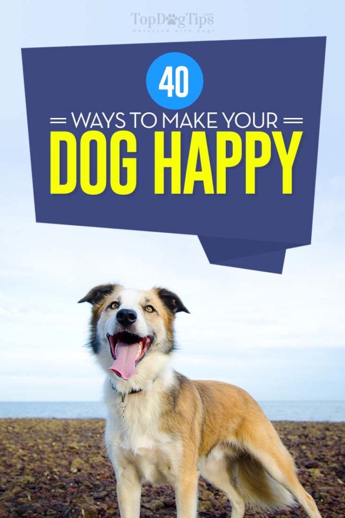 40 Best Tips on How to Make Dogs Happy