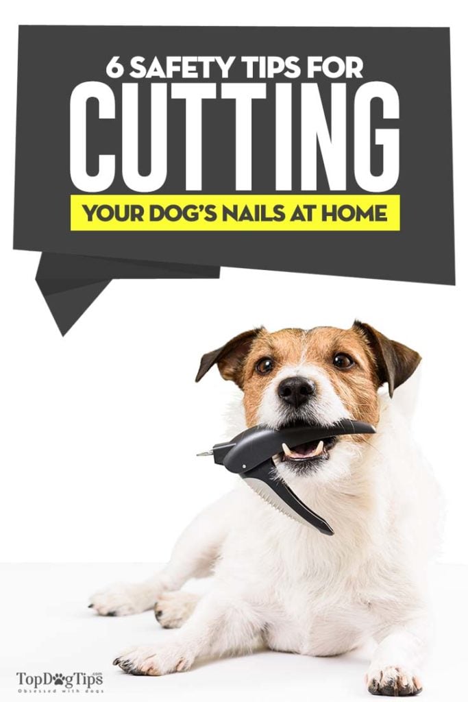 6 Tips for Cutting Dog Nails Safely