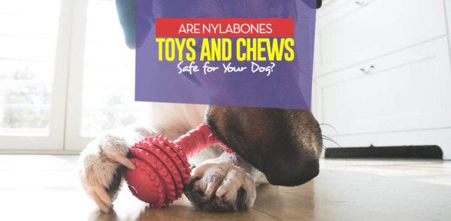 Are Nylabone Dog Toys Safe for Dogs and Puppies