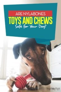 Are Nylabones Safe for Dogs and Puppies