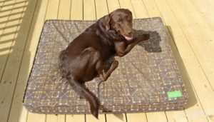 Testing the 2nd rated dog bed.