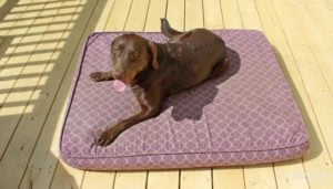 Saddie enjoying this pet bed.