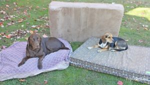 Choosing the Best Dog Bed