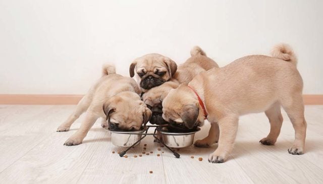 Best Dog Food for Pugs in 2020 - How to Feed and What to Feed Pugs featured image