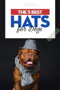 How to choose the best dog hats for your Fido