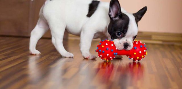 Best Dog Toy for Dogs