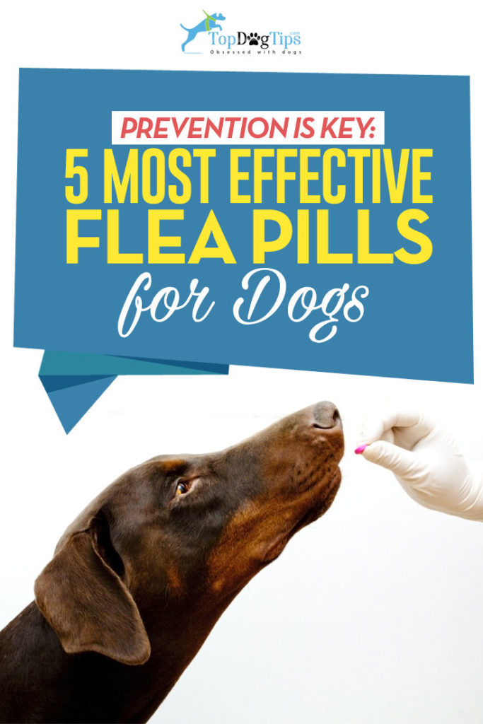 Best Flea Pills for Dogs to Prevent Parasites