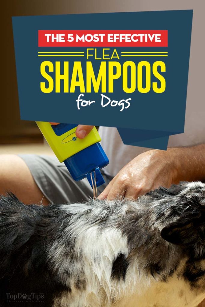 Best Flea Shampoos for Dogs We Liked