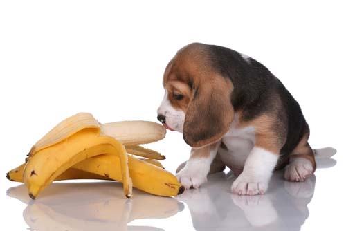 Best Human Foods for Dogs - Bananas