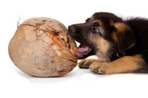 Best Human Foods for Dogs - Coconut