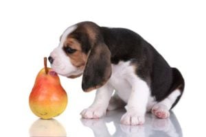 Best Human Foods for Dogs - Pear