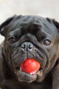 Best Human Foods for Dogs - Strawberries