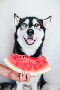 Best Human Foods for Dogs - Watermelon