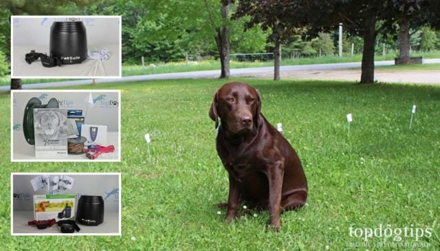 Best Invisible Dog Fences That Are Safer for Dogs