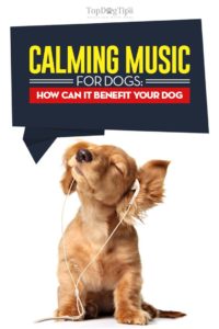 Calming Music for Dogs