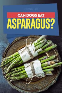 Can Dogs Eat Asparagus