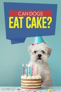 Can Dogs Eat Cake