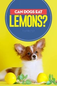 Can Dogs Eat Lemons