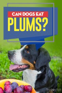 Can Dogs Eat Plums