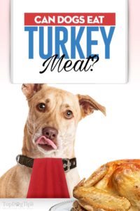 Can Dogs Eat Turkey Meat