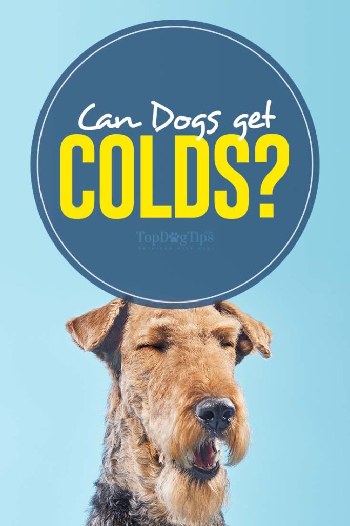 Can Dogs Get Colds