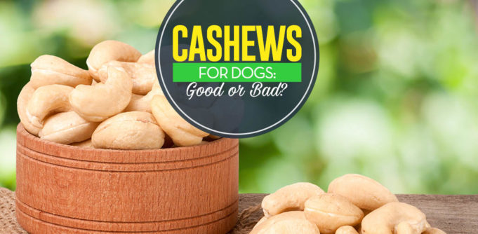 Can I give my dog cashews