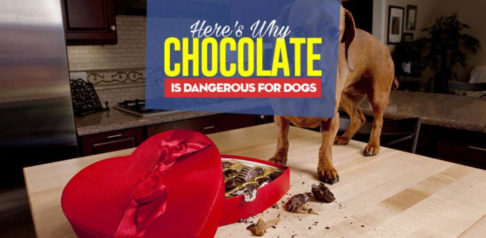 Can I give my dog chocolate