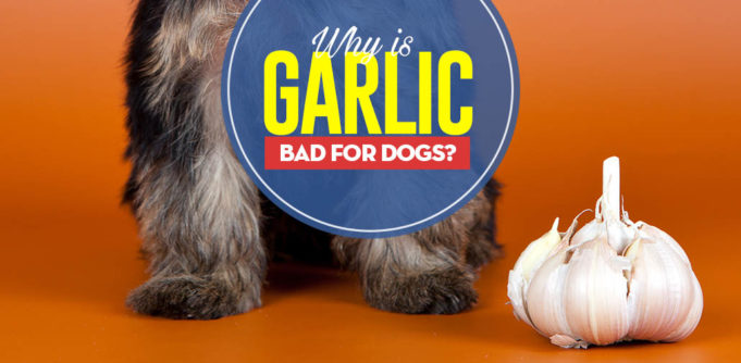 Can I give my dog garlic