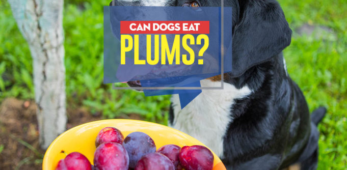 Can I give my dog plums