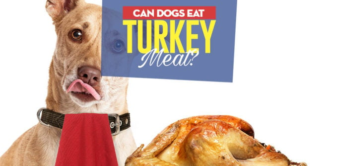 Can I give my dog turkey