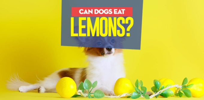 Can dogs have lemon