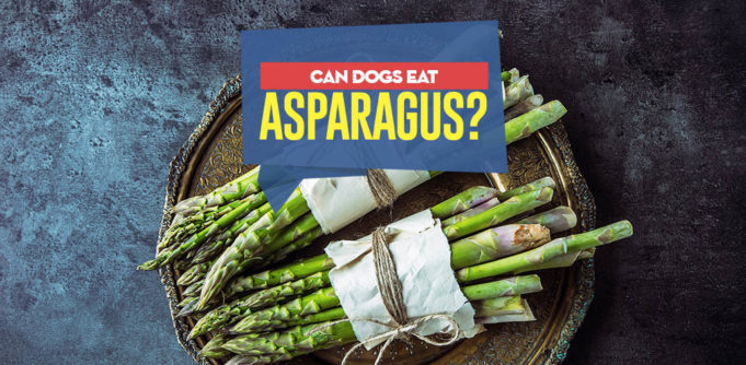 Can my dog eat asparagus