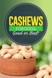 Cashews for Dogs - Good or Bad