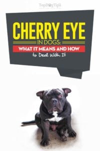 Cherry Eye In Dogs