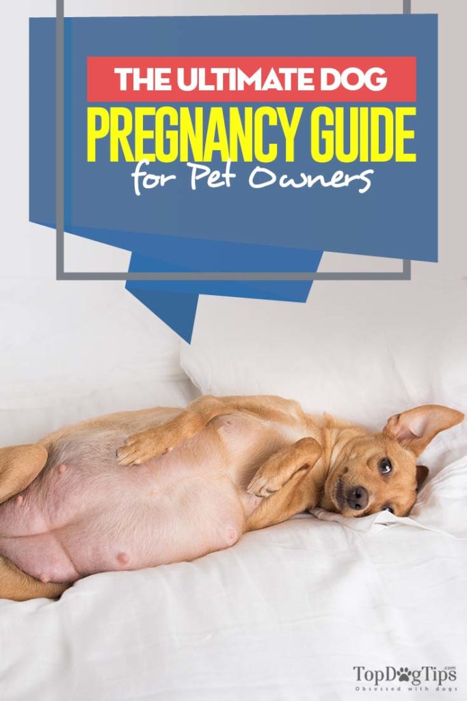 Detailed Guide to Dog Pregnancy