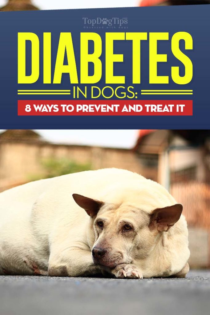 Diabetes in Dogs