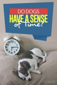 Do Dogs Have A Sense of Time