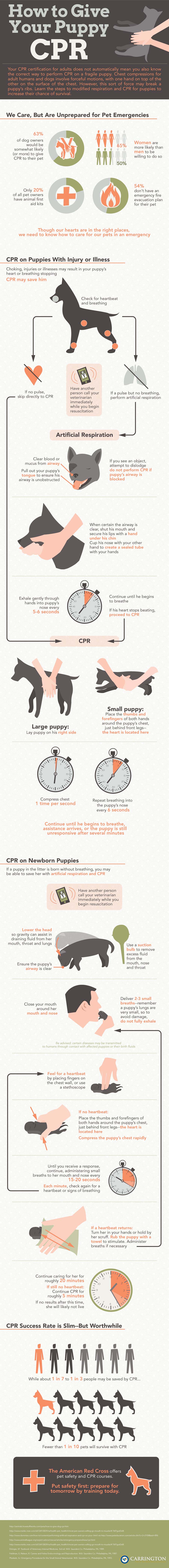 Dog CPR infographic