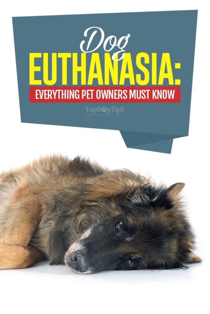 Dog Euthanasia