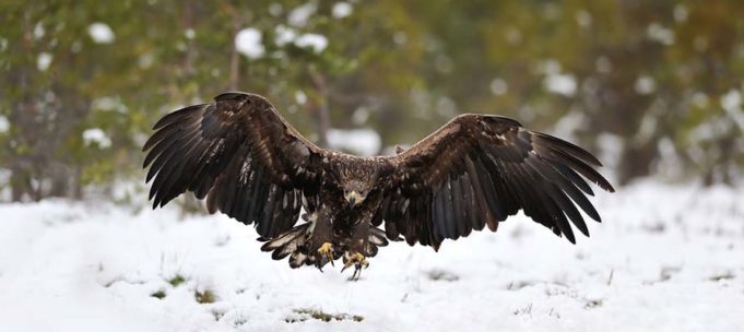 Dog Gets Taken by Raptor Eagle