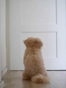 Dog Waiting for Owner