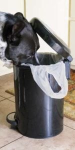 Dog going through garbage bin