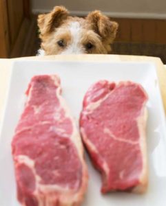 Dog with allergies looking at beef steaks