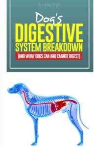 Dog’s Digestive System Breakdown