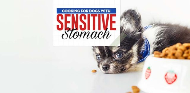 Feeding Dogs with Sensitive Stomachs featured image