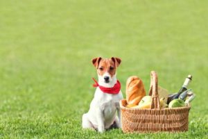 Go On a Picnic With Your Dog