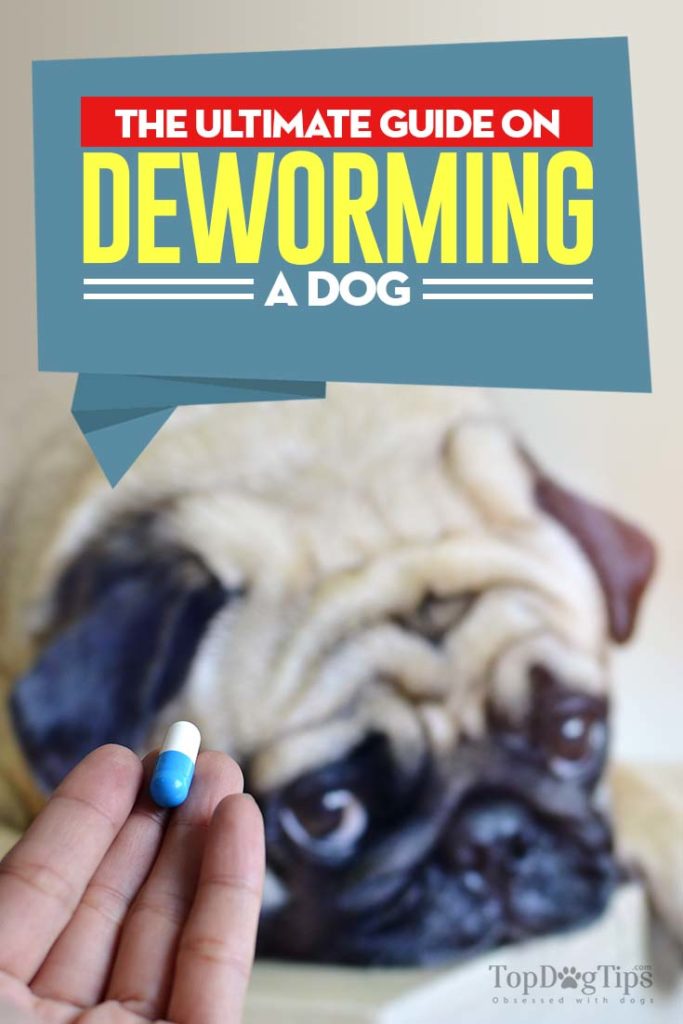 Guide on Deworming Dogs