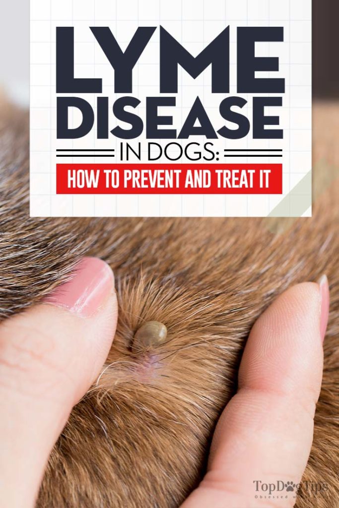 Guide on Dog Lyme Disease