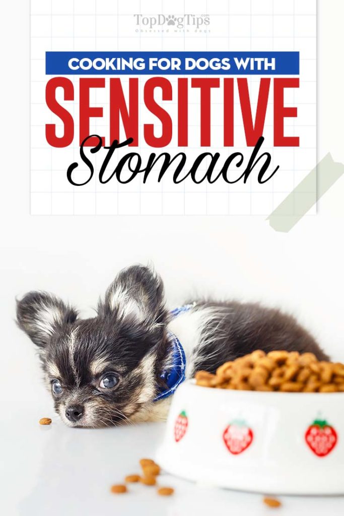 Guide on How to Feed Dogs with Sensitive Stomachs