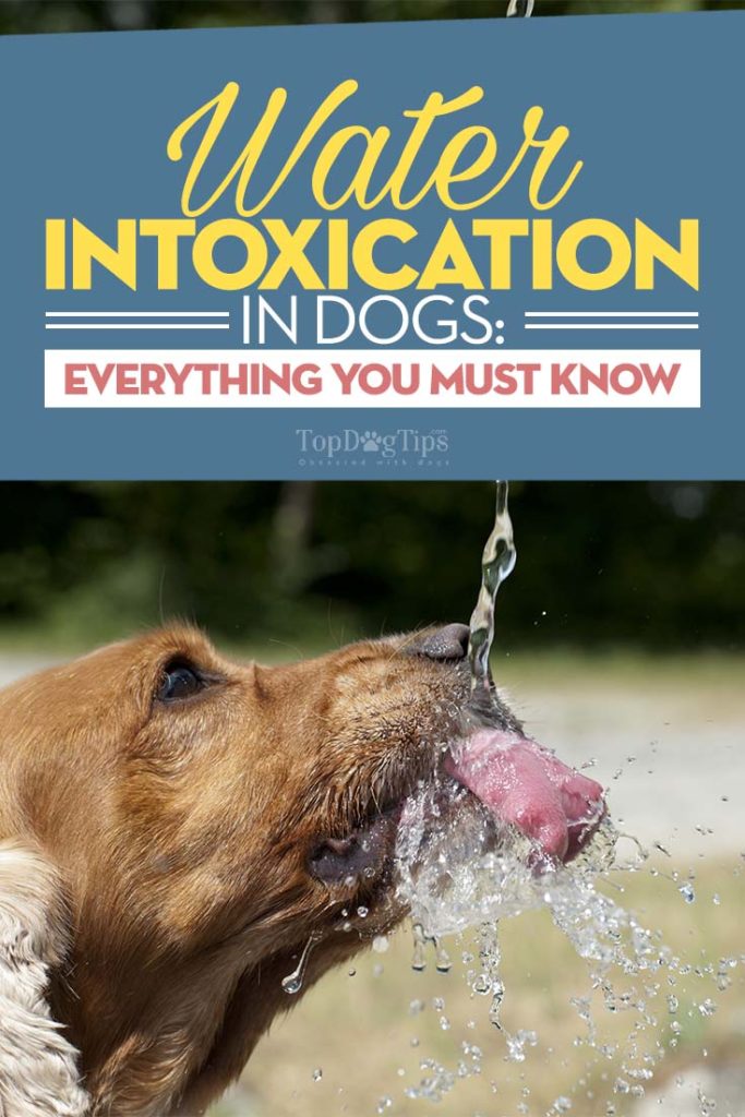 Guide to Water Intoxication in Dogs